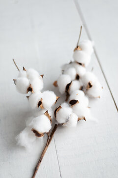 Branch of cotton on white wooden background top view copy space