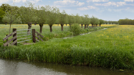 A row of pollard willows in a meadow full of yellow buttercups.