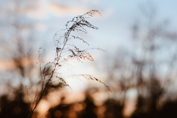 grass in the morning
