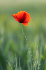 Naklejka premium Klatschmohn