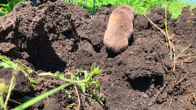 mole is poking around in the ground. A trap for a mole rat made of wire. A pest for the harvest in the summer, people catch animals. The rodent is crawling along the ground. An animal without eyes. 