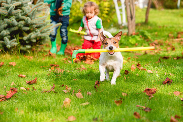 Family and pet dog doing Fall cleaning in garden and gathering old leaves at lawn - obrazy, fototapety, plakaty