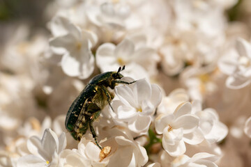 Syringa vulgaris, flowering lilac in a garden with bee or flower beetle