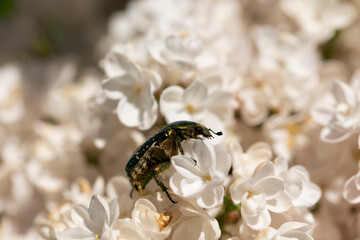 Syringa vulgaris, flowering lilac in a garden with bee or flower beetle