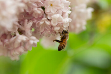 Syringa vulgaris, flowering lilac in a garden with bee or flower beetle