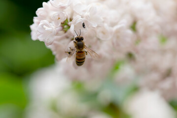 Syringa vulgaris, flowering lilac in a garden with bee or flower beetle