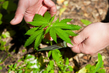 Cannabis. bush marijuana on. bush cannabis on the palm. male hands are holding a hemp bush, hand with a knife, cuts a bush. culture, medicine and hemp products, ecology, green leaves. close-up