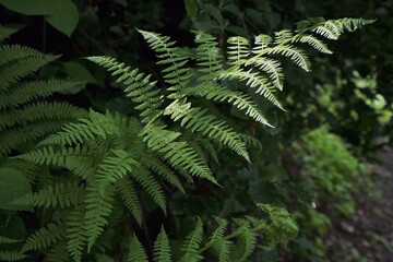Wald-Frauenfarn ( Athyrium filix-femina ).