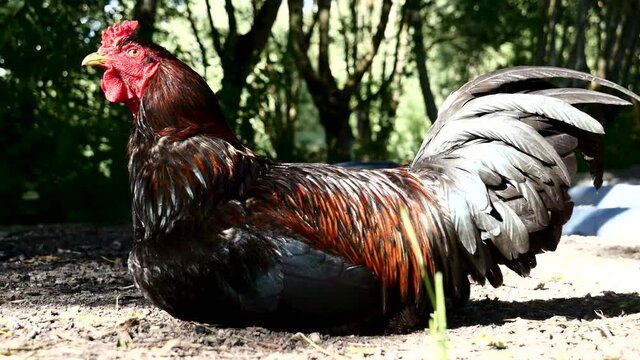 Coq.