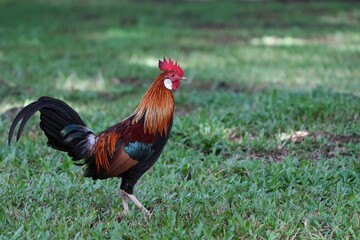 シンガポールの野鳥　公園のセキショクヤケイ