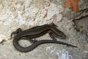 Lizard basking in the sun