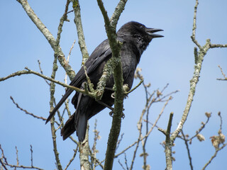 the carrion crow corvus corone a passerine bird of the family corvidae