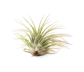 Fototapeta premium Beautiful tillandsia isolated on white. Exotic houseplant