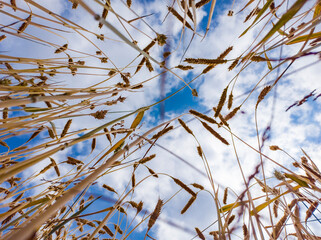 Wheat field view from below