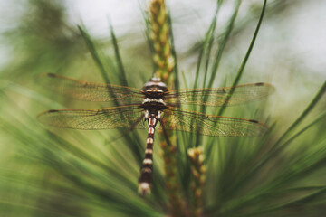 dragonfly on a branch
