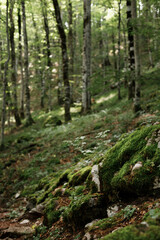 dark green forest with stones and rocks green background