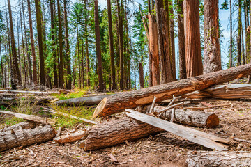 Fototapeta premium A picturesque forest with huge redwoods in the USA. Scenic landscape in Sequoia National Park