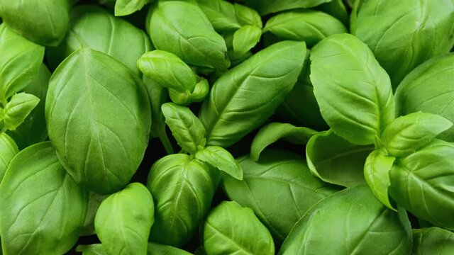 Fresh Basil leaves. Ocimum basilicum. rotating video