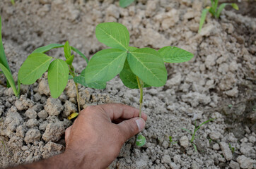 closeup the green beans plant soil heap with holding hand in the farm over out of focus brown background.