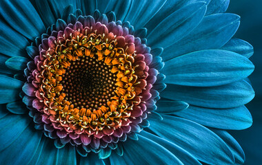  Gerbera flower close up on turquoise background. Macro photography. Card Gerbera Flower. Natural...