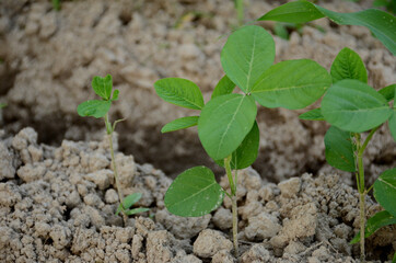 closeup the green beans plant soil heap in the farm over out of focus brown background.