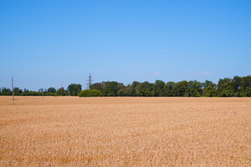 Fototapeta na wymiar Beautiful landscape with field of ripe rye and blue summer sky. Meadow of wheat. Landscape and nature background. Agriculture. Harvest.