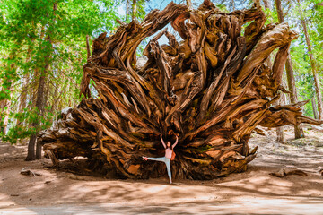A young woman tourist stands under the roots of a fallen huge tree in the Sequoia National Park USA