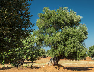 Mediterranean olive plantation and an old olive tree in the foreground.