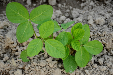 closeup the green beans plant soil heap in the farm over out of focus brown background.