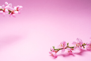 Blooming peach branch on pink background.  Symbol of life beginning and the awakening of nature.