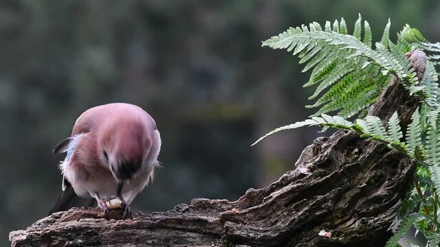 Eurasian jay / European jay (Garrulus glandarius / Corvus glandarius) eating peanut on tree trunk and flying away