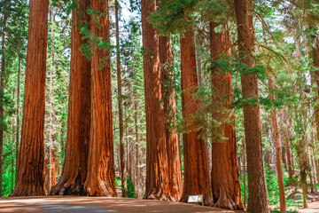 A picturesque forest with huge redwoods in the USA. Scenic landscape in Sequoia National Park