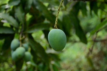 closeup the ripe green mango fruit with branch with leaves over out of focus green brown background.