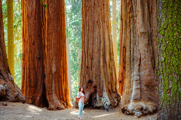 A charming young woman with a backpack walks among giant trees in the forest in Sequoia National...