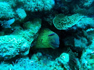 moray eel