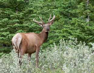 Naklejka na ściany i meble Rocky Mountain Deer In Brush