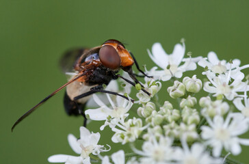 Close-up of a hoverfly, Pellucid fly (Volucella pellucens) drinking nectar on a white wild flower