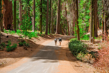 Fototapeta premium A picturesque forest with huge redwoods in the USA. Scenic landscape in Sequoia National Park