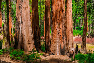 A picturesque forest with huge redwoods in the USA. Scenic landscape in Sequoia National Park