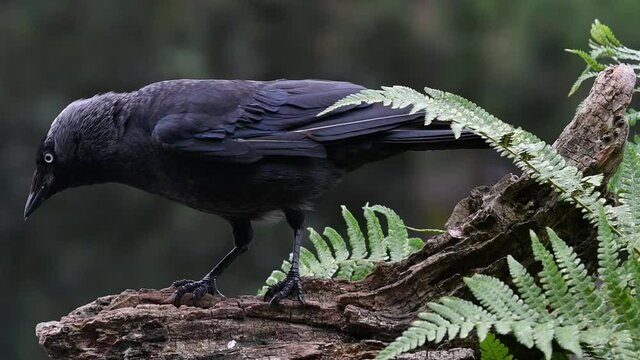 Western jackdaw / European jackdaw (Corvus monedula) foraging on tree trunk in forest and flying away in the rain