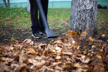 Leaf cleaning. Dry leaves in the garden.