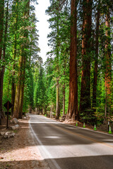 Fototapeta premium A picturesque forest with huge redwoods in the USA. Scenic landscape in Sequoia National Park