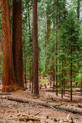 A picturesque forest with huge redwoods in the USA. Scenic landscape in Sequoia National Park