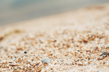 Shells on the beach of the river. River shells background. River shells texture