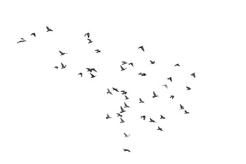 Flocks of flying pigeons isolated on white background.Save with clipping path.
