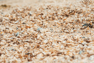 Shells on the beach of the river. River shells background. River shells texture