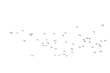 Flocks of flying pigeons isolated on white background.Save with clipping path.