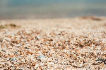 Shells on the beach of the river. River shells background. River shells texture