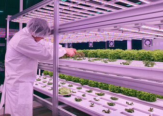Vertical farm researcher takes care of vegetables growing on vertical farm.