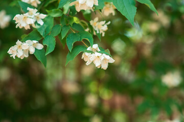 Summer background with white flowers on a green bush close-up. White, pale pink flowers with a tender, subtle aroma